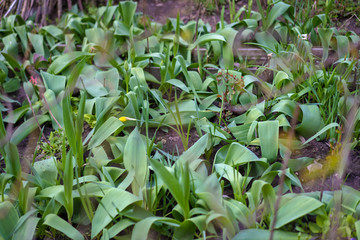The plant on which plants grow