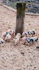 cute little pigs running around