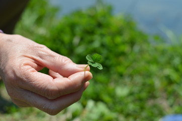 Four-leaf clover in a senior woman's hand. Close up.