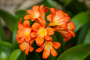 Clivia miniata flower in the garden. Fresh bunch orange Natal lily or Bush lily flowers with green leaves Stock Photo.