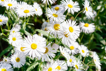 Obraz premium Close up of white aster flower heads (Erigeron) in the grass