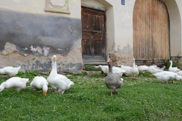 Oche in villaggio medioevale campagna