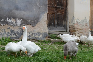 Oche in villaggio medioevale campagna