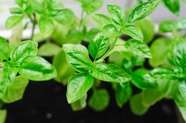Fresh green basil
