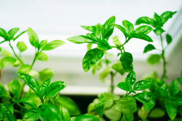 Fresh green basil
