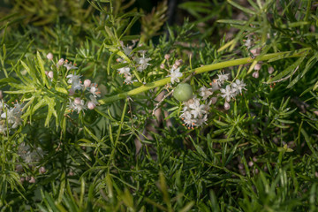 Asparagus fern tiny white flowers