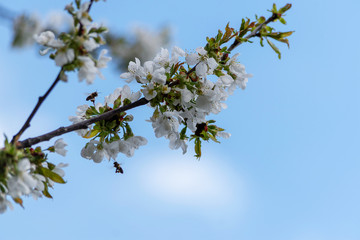 Blooming cherry against the blue sky with flying bees. Copy space for text.