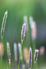 Grasses in the countryside, with a shallow depth of field