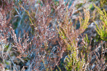 Heather in wild. Natural background. Plants. Botanical background. Wildflowers on meadow. Calluna vulgaris