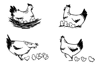 Set of hens with chicks and hen sitting on eggs, vector line art. © kamenuka