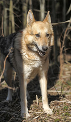 German shepherd on a leash