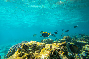 Underwater panorama of dead bleached stony coral with fishes on the tropical reef in Maldives. Underwater life concept.