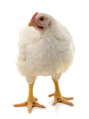 White big hen.