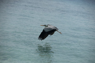 Bird flying very close above the ocean water, the wings were nearly touching the water. Outdoor natural fauna freedom concept.