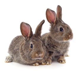 Two beautiful rabbits.
