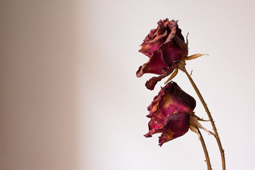dried rose on a white background