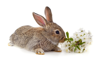 Naklejka na ściany i meble Brown rabbit and a branch with a cherry blossom.