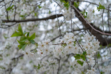 Blossoming cherry tree on a background of branches