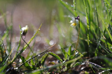 Małe kwiatki w trawie