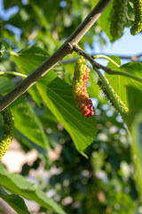 Mulberries hanging on the tree. Extra large in size & sweet looks yummy. A unique verity found in Faisalabad, Pakistan.