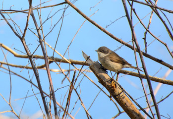 Singing nightingale on a tree branch. Spring. Sunny day. Concept - songbirds