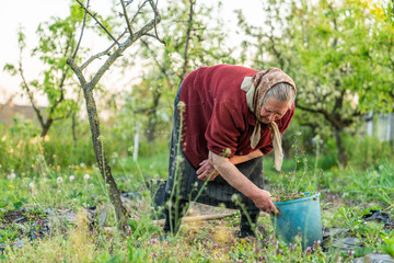 Woman manually cultivates the land at home in the village