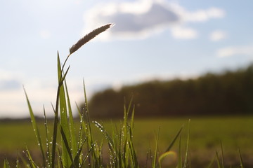 Kłos trawy © 777PiT