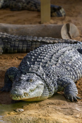 Obraz premium very large Nile crocodile emerging from the shadows