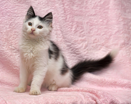 White With Black Spots  Fluffy Kitten