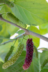 Mulberries hanging on the tree. Extra large in size & sweet looks yummy. A unique verity found in Faisalabad, Pakistan.
