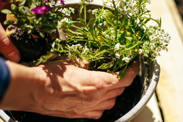 Closeup of woman's hands holding and adjusting two flowers just being transplanted into a pot. Gardener with purple and whote flowers on a sunny day. Horticulture and home garden concept.