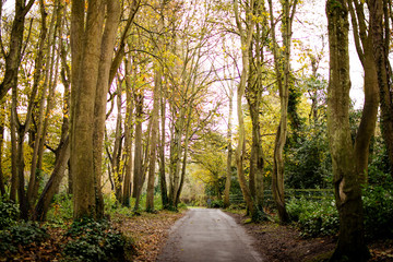 Camino entre arboles