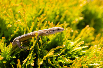 Yellow lizards are on the grass in nature.