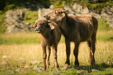 Grazing cows on the Caucasian slopes. Omalo Shatili trek.