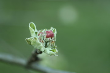 red rose bud