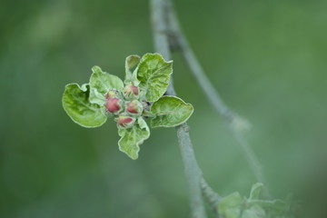 frost on leaf