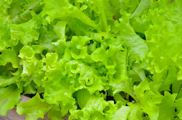 fresh green lettuce