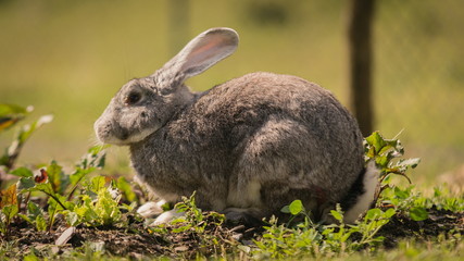 Grazing bunny on the Caucasian village. Omalo Shatili trek.
