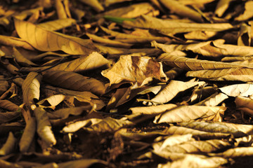 Dried leaves are scattered on the ground and piled brown into trash