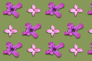 Fototapeta na wymiar Silberblattblüten und Steinröschen Blüten als Geschenkpapier, Tapete