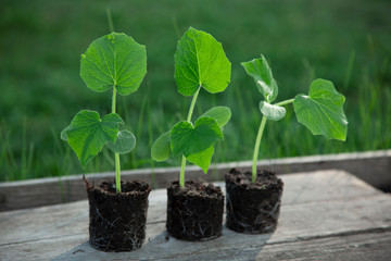 Seedlings Sprouting I and garden tools on flower bad Spring garden work concept.