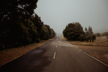 Road in the forest