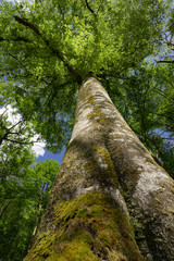 Baum, Buche, Frühling, laub, laubbaum, blätter, grün, Frühjahr, jahreszeiten