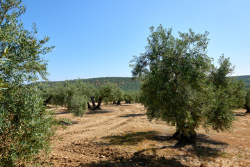 Fototapeta na wymiar A great olive grove