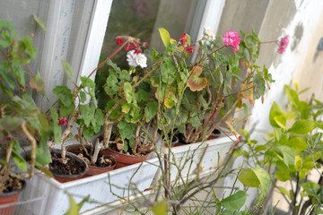 Potted indoor plants with flowers