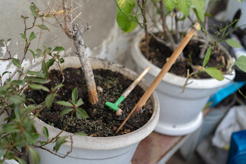 Potted indoor plants with flowers