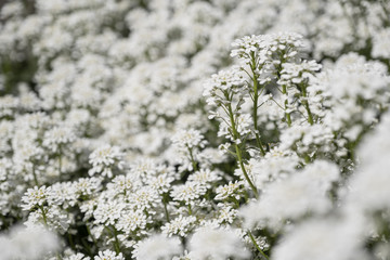 Nice flower Iberis in the garden with unfocused background