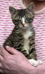 striped kitten with sore eyes at the shelter volunteer in her arms