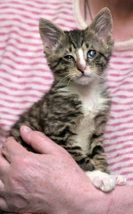 striped kitten with sore eyes at the shelter volunteer in her arms