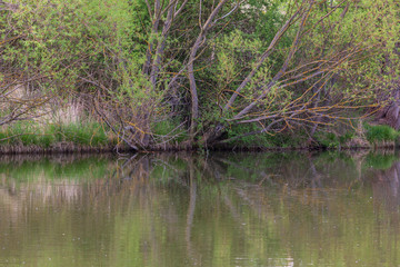 Obraz premium Trees that bend over the water of the pond. The branches are reflected in the water.
